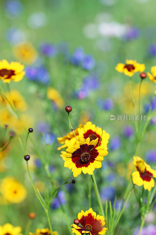 黄花植物野外特写