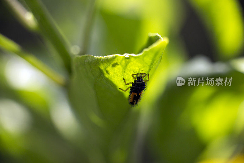 瓢虫幼虫吃蚜虫