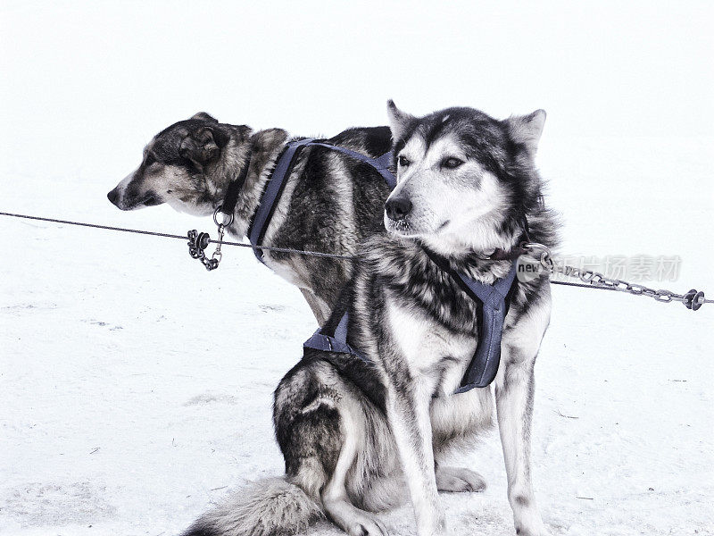 两只挽具拉雪橇的狗在雪地里等着