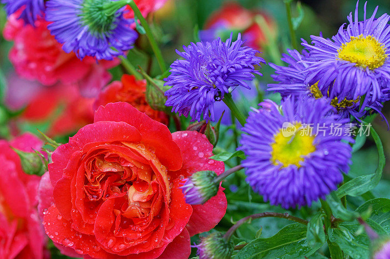 玫瑰，Gebrüder格林和紫菀