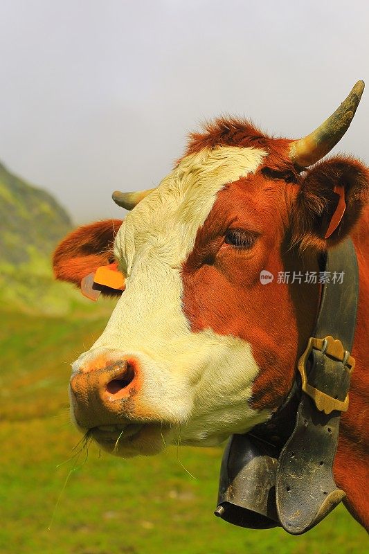一头阿尔卑斯棕牛侧面吃着——瑞士阿尔卑斯