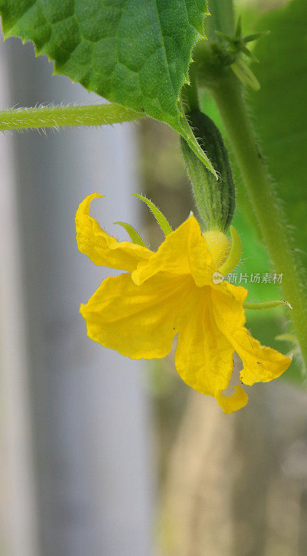 在温室里种植黄瓜