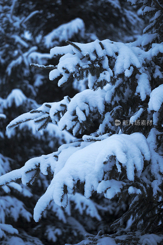 雪的云杉