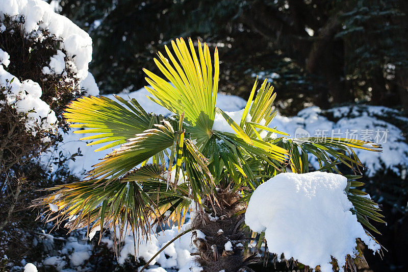 雪中的棕榈树