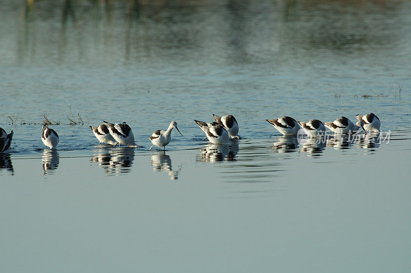 avocet在湿地