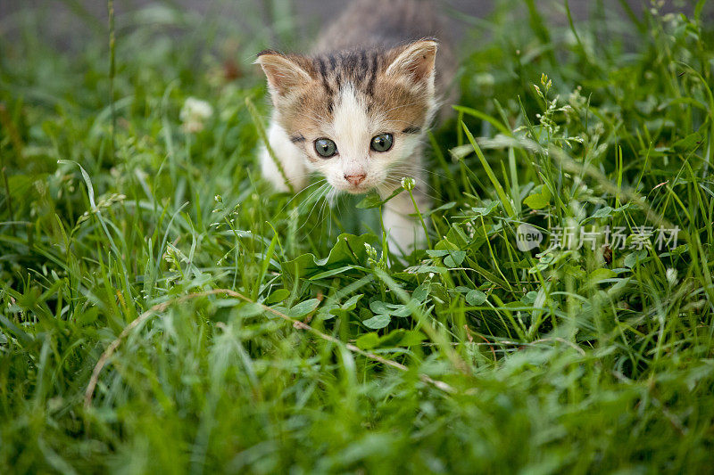 草地上的小猫