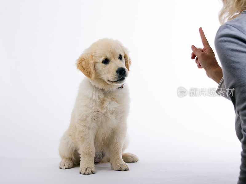 金毛猎犬奶油小狗正在学习