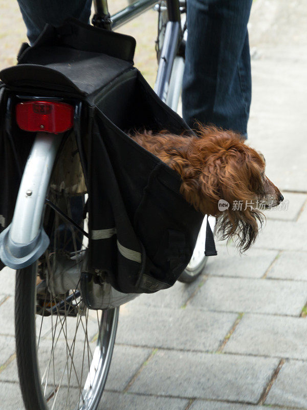 和狗一起骑自行车