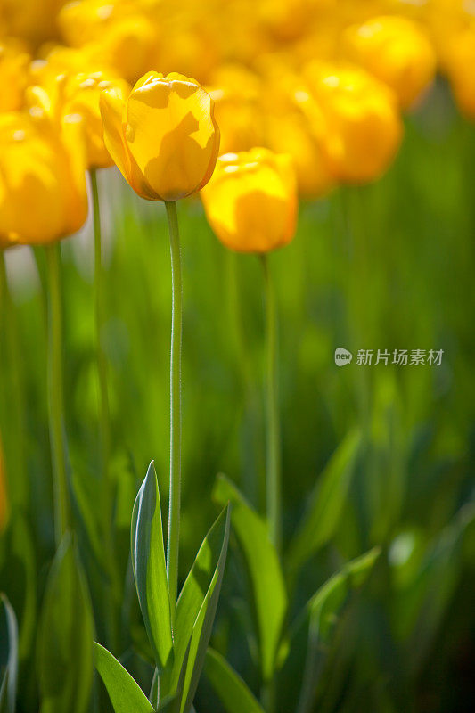 黄色郁金香花园