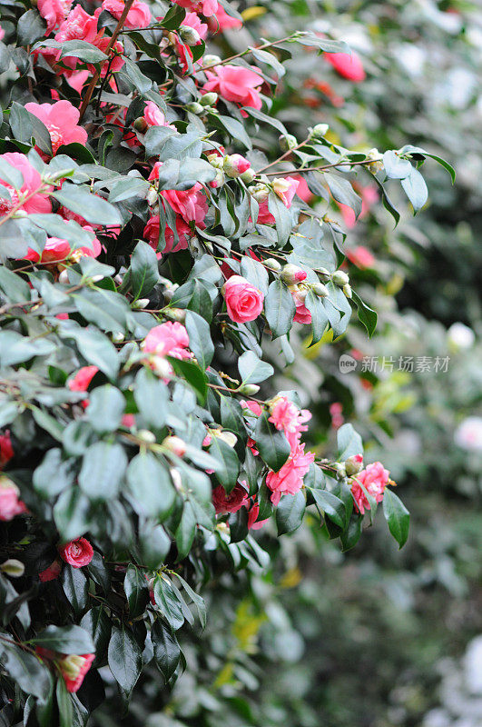 山茶丛(茶花)