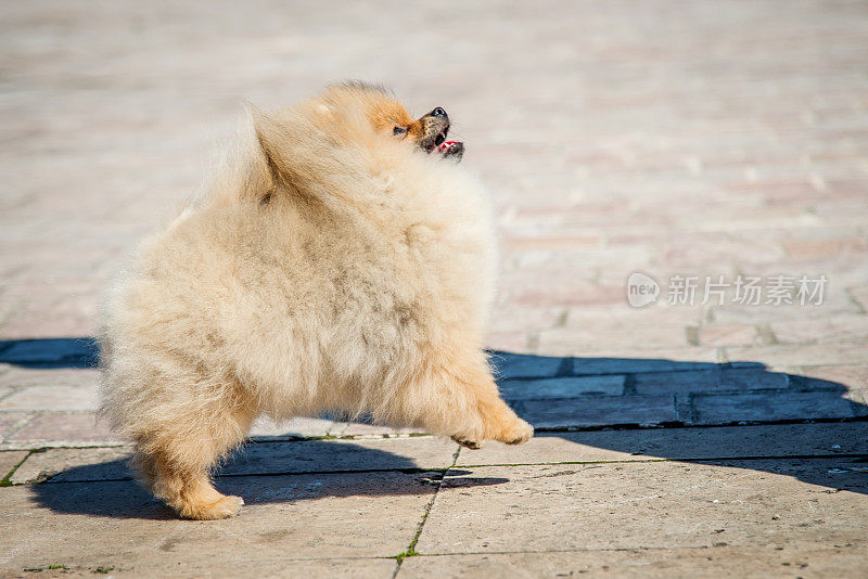 美丽的雌性博美犬