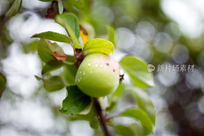 雨后的苹果树