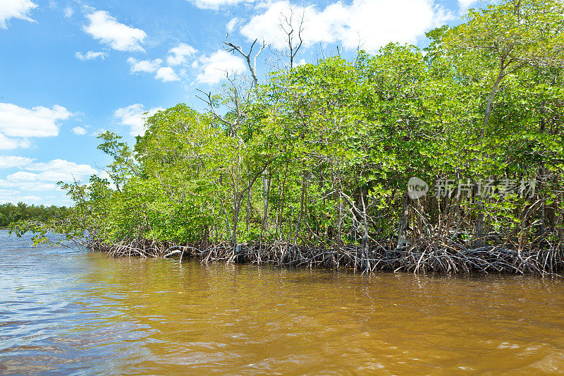 沼泽湿地红树林景观在Everglades国家公园，美国佛罗里达