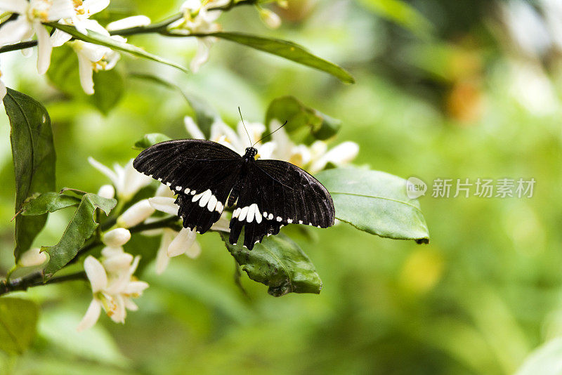 食黄蝶的宏观研究