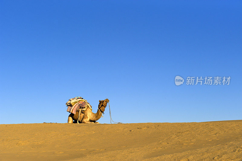 骆驼在蓝天下坐在沙地上