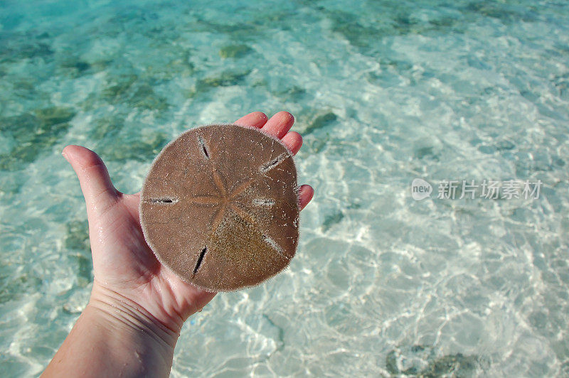 沙美元在清澈的加勒比海水域