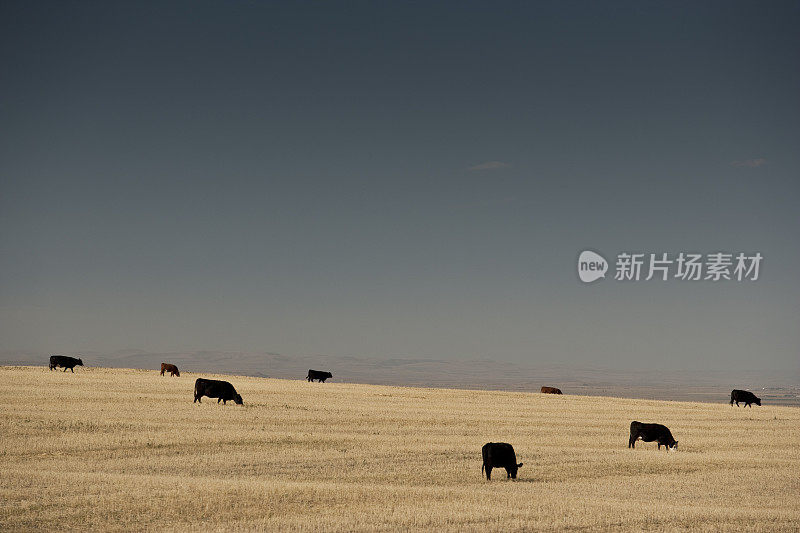 牛在大草原上吃草