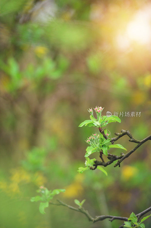 盛开的苹果树