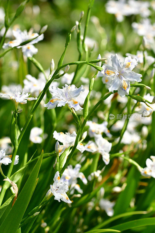 蝴蝶花