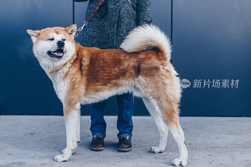令人惊叹的日本秋田犬的特写