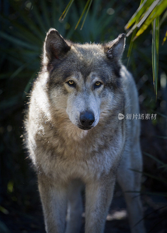 近距离的大型雄性狼在棕榈