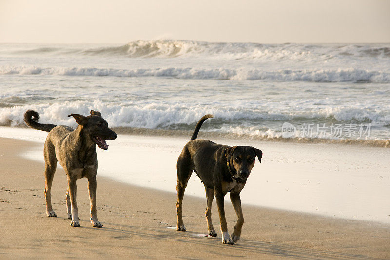 墨西哥海滩上的狗
