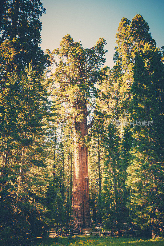 红杉国家公园的谢尔曼将军树
