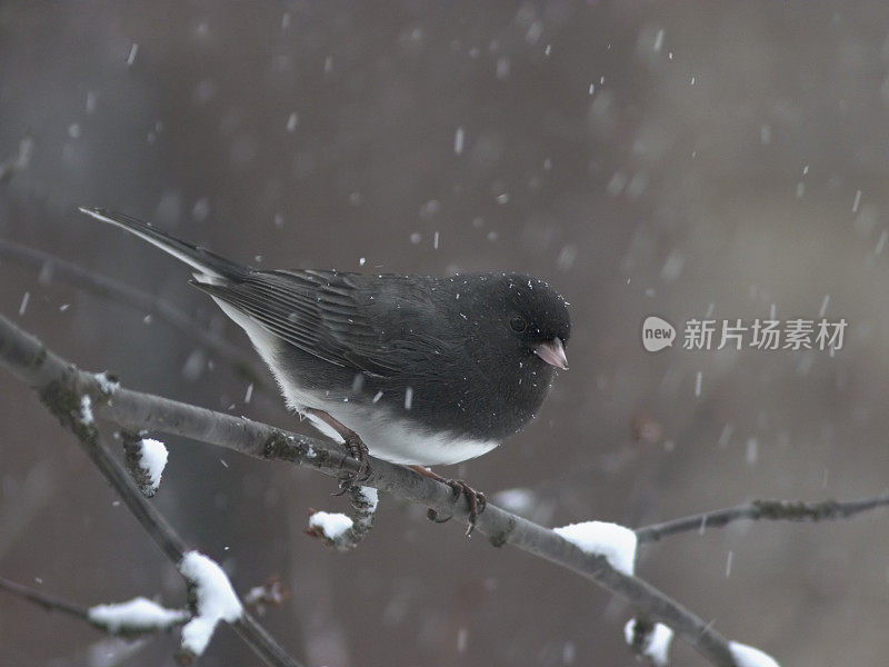 黑灯芯草雀