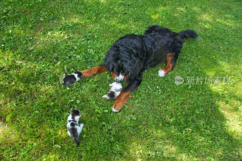 伯尔尼山犬和一只小猫