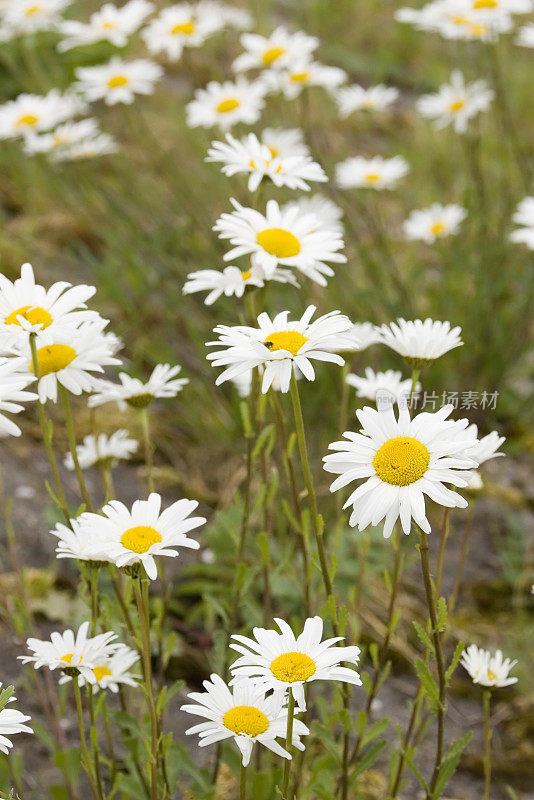 牛眼雏菊(白菊花)