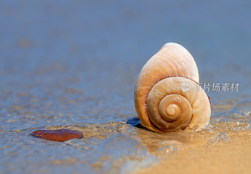 海滩上的贝壳