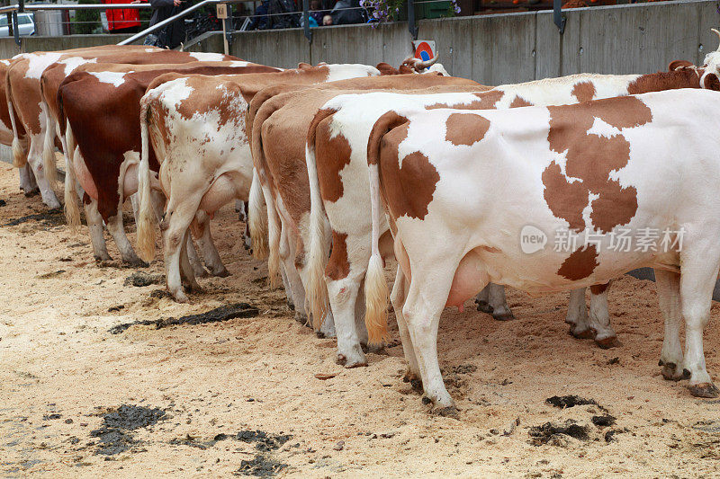 在瑞士Lenk牛展上的一排高山奶牛