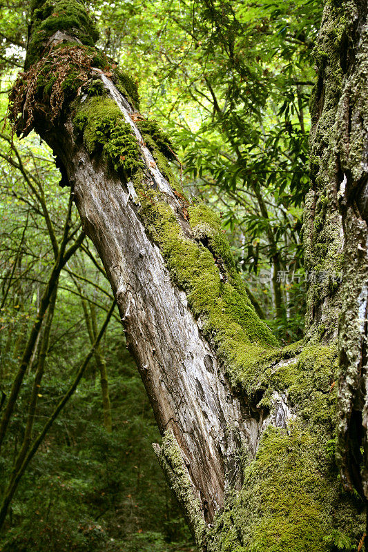 森林苔藓