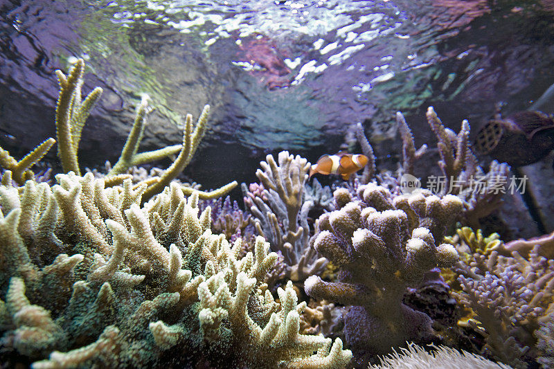 礁水族馆