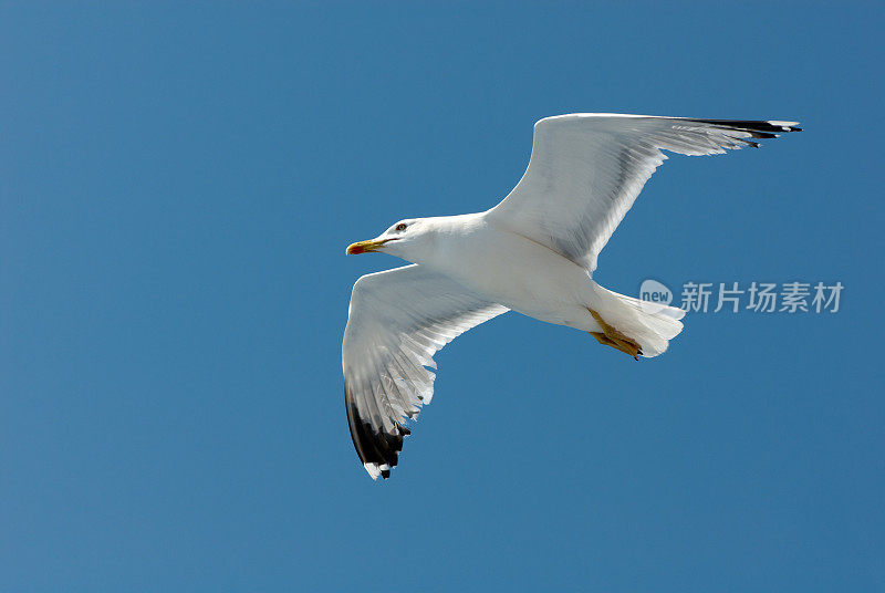 一只美丽的白色海鸥在湛蓝的天空中飞翔。