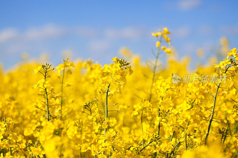 油菜开花