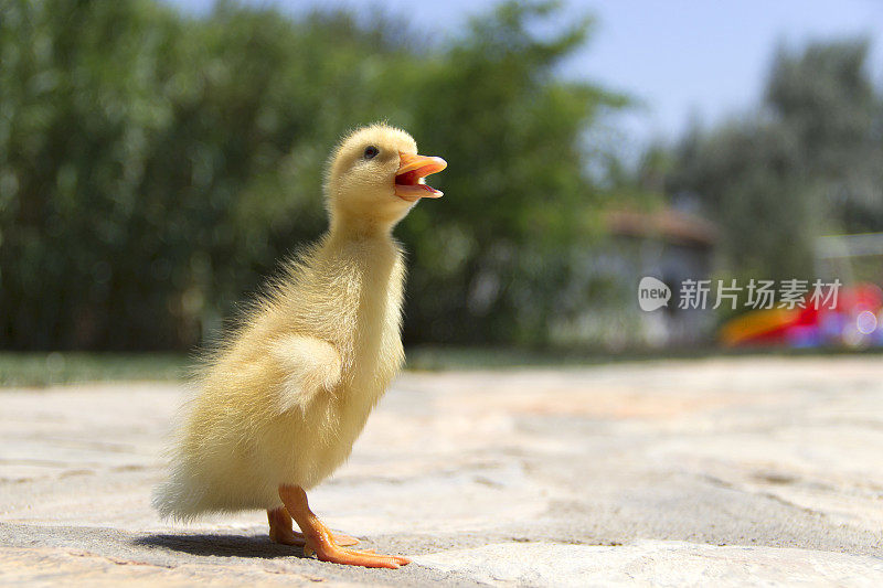 婴儿鸭