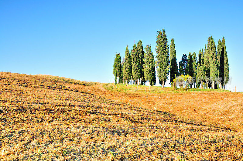 茬地和柏树，瓦尔德奥尔西亚，托斯卡纳，意大利
