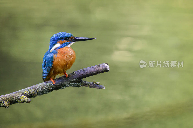 树枝上常见的翠鸟