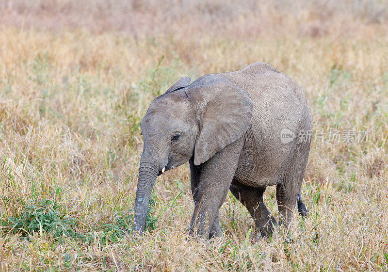 坦桑尼亚塔兰吉尔国家公园的非洲象宝宝