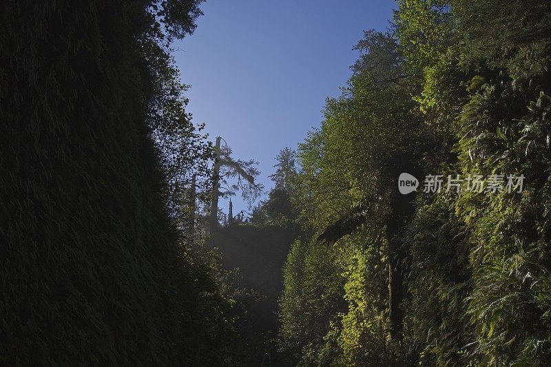 蕨类植物峡谷的边缘