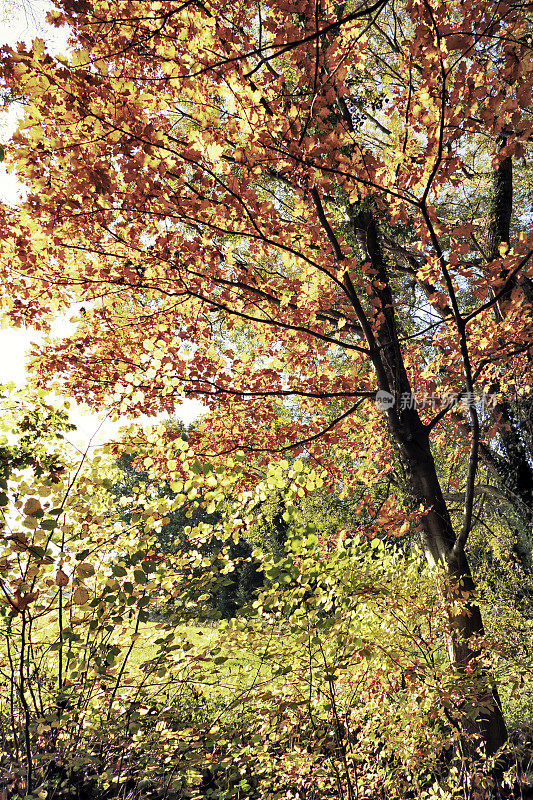 落叶树在秋天改变颜色。
