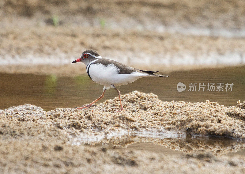 三级千鸟