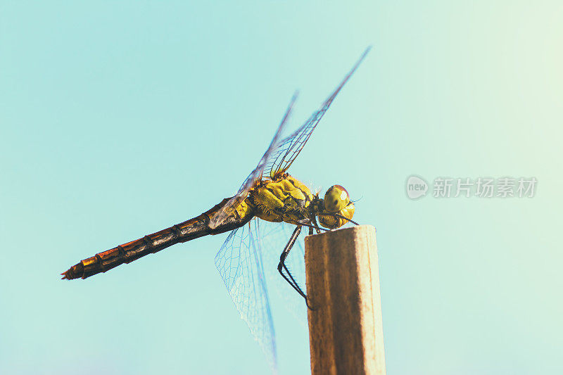 美丽多彩的蜻蜓昆虫特写休息在干燥的竹竿在夏天明亮的阳光下