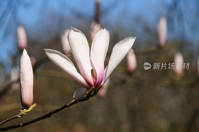 Magnolia百威。