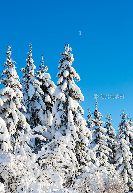 1月，挪威奥斯陆，云杉林被雪覆盖