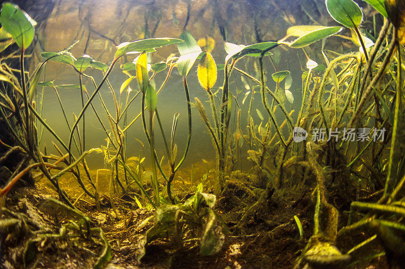 水生植被