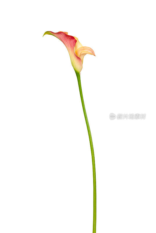 马蹄莲Zantedeschia