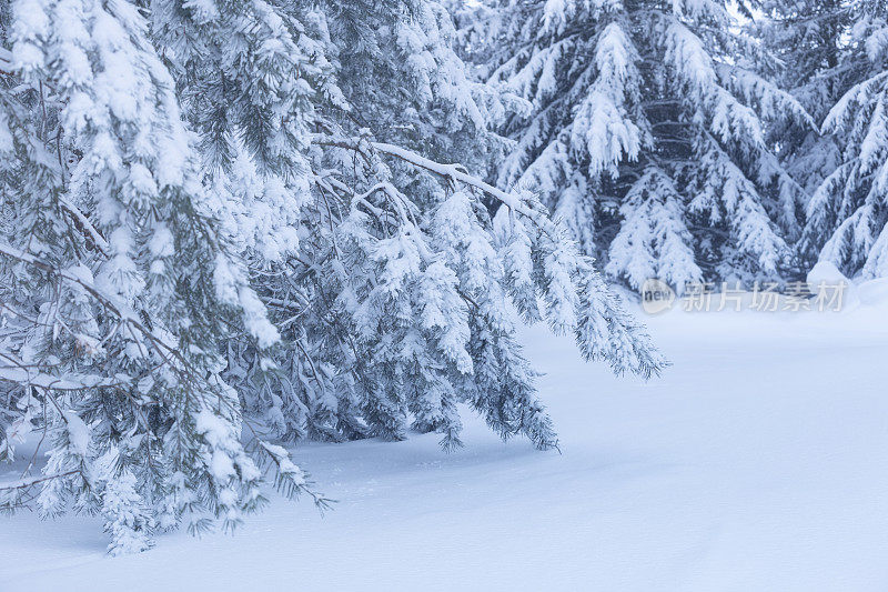 雪明尼苏达冬天-松树的树枝