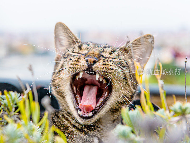 可爱的小猫打呵欠